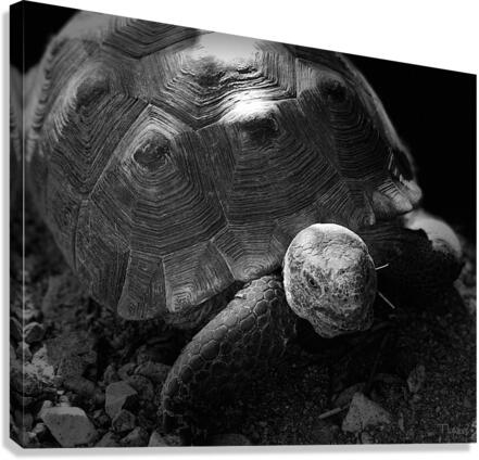Tortoise 2 Canvas Print