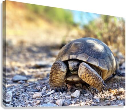 Tortoise 1 Canvas Print