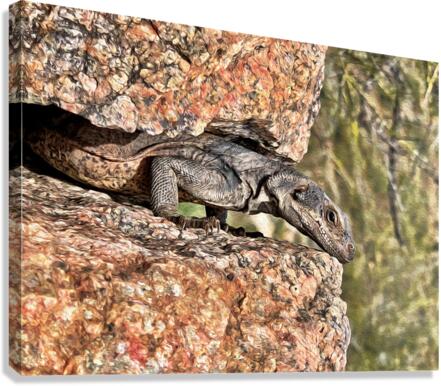 Just Chillin Canvas Print