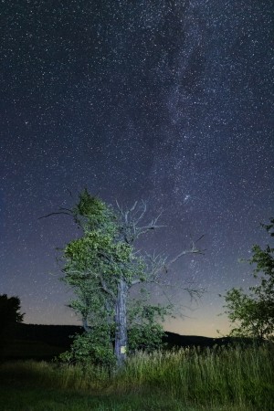 North Star Tree