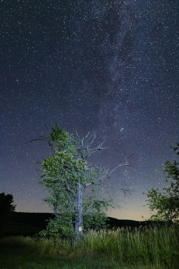 North Star Tree Print