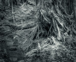 Is there anybody in there B&W