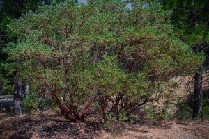 Manzanita