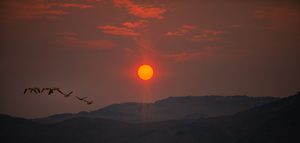 Sunrise with Smoke and Geese