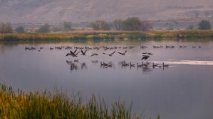 Geese Taking Off-Cool