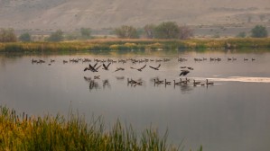 Geese Taking Off-Warm
