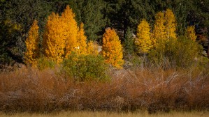 Hope Valley Aspens with Shrubs