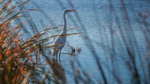 Egrett 