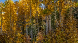 Tahoe Aspens
