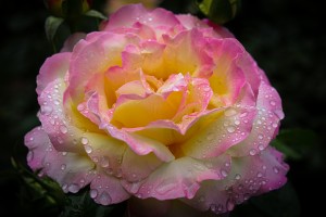 Rose Garden Portland 4