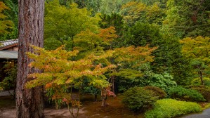 Japanese Garden Portland 7
