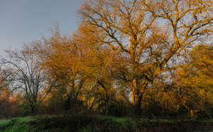 Trees of Green and Gold