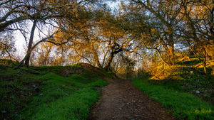 Up the Trail