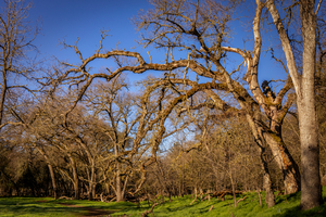 Wicked Branches 2