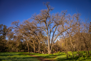 Bending Oaks