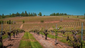 Lava Cap Vineyard Cool