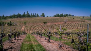 Lava Cap Vineyard Natural