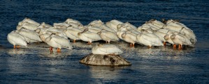 Pelicans Napping