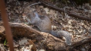Burney Squirrel