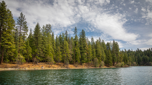 Trees of Lake Britton