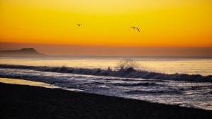 Seagull Sunrise