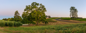 Helwig Winery Panorama
