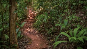 Jungle Path