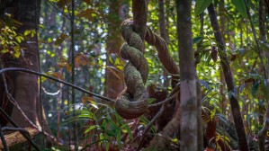 Twisted Vine
