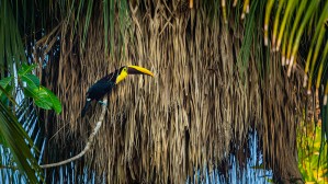 Toucan