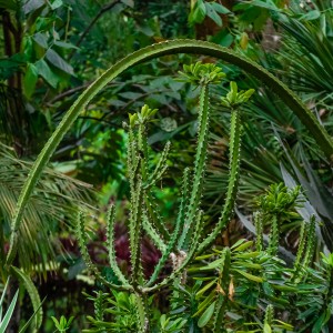 Green Arch