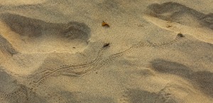 Crab Race