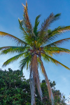 Beautiful Palm