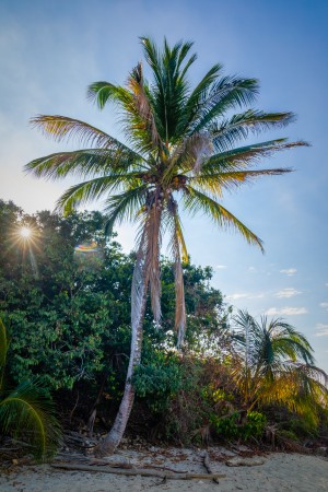 Palm Tree and Sun Star