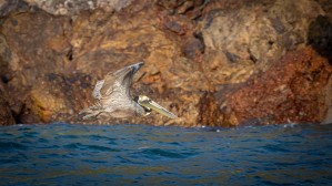 Pelican On The Hunt