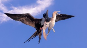 Bird Fight