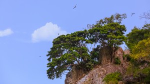 Trees on Outcropping