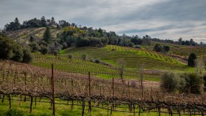 Iron Hub Vineyard