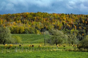 Cows and Colors