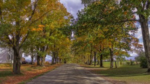 Tree Lined Road