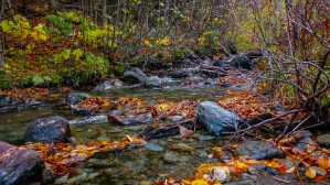 Fall Stream 