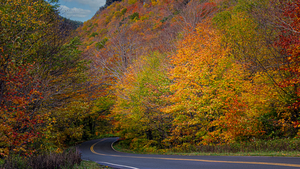 Swallowed by Fall Colors