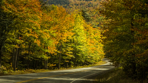 A Golden Road at Dusk