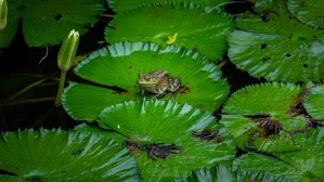 Ribbit