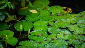 Ribbits