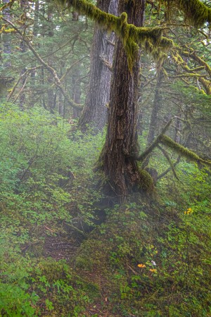 Misty Hillside