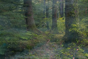 Mist in Trees
