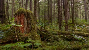 Moss covered stump