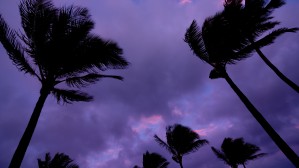 Purple Clouds and Palm Trees