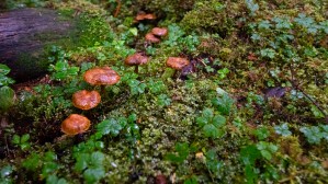 Mushrooms