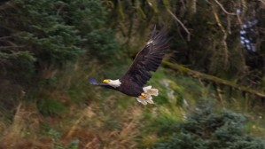 Eagle in Flight